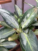 10" Aglaonema