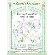 ‘April in Paris’ Fragrant Sweet Pea Seeds