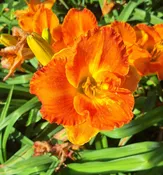 Curry House — Hillsdale Lily Garden