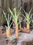 Bamboo Vase with Bromeliad — Western Hills Garden
