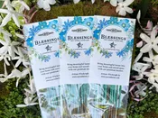 Blessings Incense Sticks – Night Blooming Jasmine, Rose Damascena & Soft Musk