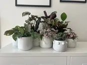 Designer's Choice Plant — Niche & Nook Flowers
