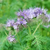 Lacy Phacelia Seed Non-GMO for Cover Crop Attracts Pollinator Abundant Flowers