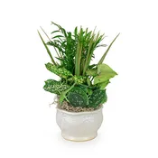 6" Dish Garden w/ceramic planter