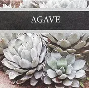 Agave Candle