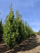 Beacon® Oak | Quercus bicolor 'Bonnie and Mike' — Northwest Shade Trees