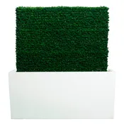 Boxwood Hedge UV