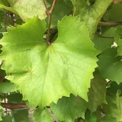 1103P Grapevine