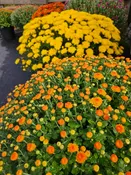 12 inch Garden Mum Plant