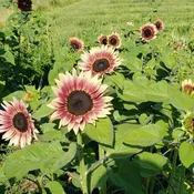 Autumn Beauty Sunflower Heirloom Seed (Helianthus annuus)