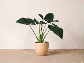 Alocasia Hyb. "Regal Shields" — Mother Co., Plants