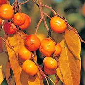 American Persimmon Tree (Meader)