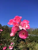 Aunt Ruth — K and M Nursery