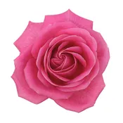 24 roses Bouquet