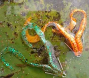 Wormfrog Mama 4-inch