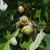 Bur x Turbinella Oak