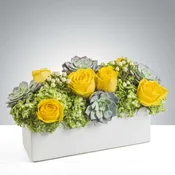 Mellow Yellow by BloomNation™