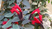 Variegated Lipstick Plant