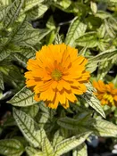 Heliopsis helianthoides 'Bit of Honey' (False Sunflower)