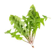Clio Dandelion