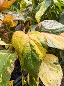 Bronze Leaf Sunset Shrub (acalypha sp.)