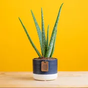 Aloe Vera | small