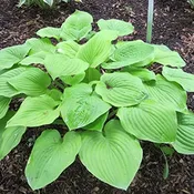 ‘August Moon’ Hosta