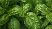 Basil (Sweet)
