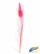 10-12" Peacock Tail Eyes (sold per piece)