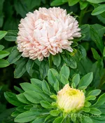 Aster Tower Chamois Flower Seeds