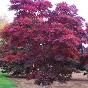 Acer palmatum 'Bloodgood' Red Japanese Maple Tree