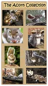 Acorn Collection Squirrelly Note Cards