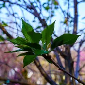 Accolade Cherry