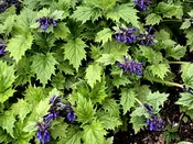 Ajuga incisa 'Blue Enigma'
