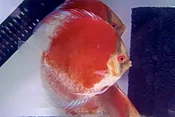 4.5-5.0" Red Ghost Calico