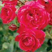 Alexander Mackenzie Potted Rose Bush