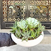Mini-succulent Garden
