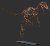 ‘Julieraptor’ Dromaeosaurid Theropod Skeleton – Display Replica