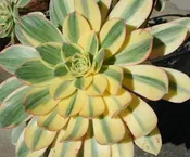 AEONIUM DECORUM SUNBURST