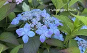 Hydrangea Serrata Tiara