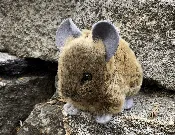 Adopt A Pika — Lassen Association | Peak Your Curiosity
