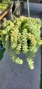 Burros Tail — Sunset Blvd Nursery