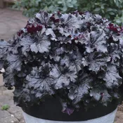 Dressed Up® 'Evening Gown' Coral Bells (Heuchera)