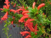 Aeschynanthus buxifolius SEH 27013