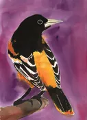 Introduction to Watercolor - Fall Oriole - October 17th 10am-1pm — Silverton Arts Association