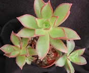 AEONIUM DECORUM