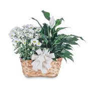 BLOOMING AND GREEN PLANT COMBINATION