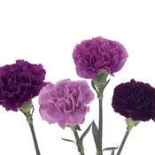 Carnation- Specialty Moon Pack 80