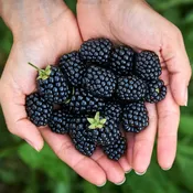 Apache Bare Root Blackberry Bushes