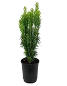 Cephalotaxus harringtonia 'Fastigiata'